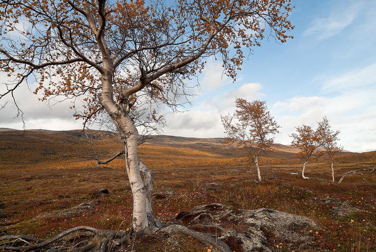 K�ppyr�isi� koivuja ennen mets��n saapumista.