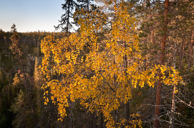 Toisin kuin pohjoisemmassa Lapissa, oli t��ll� viel� monissa puissa keltaiset lehdet.