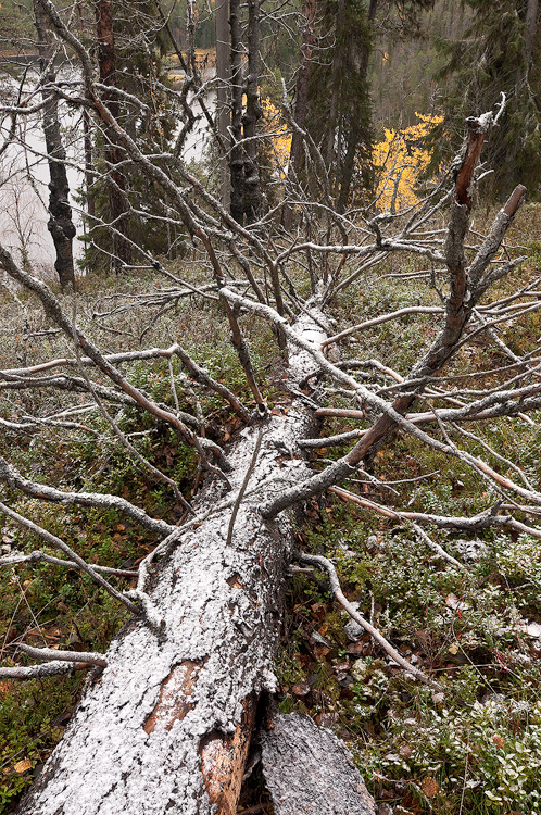 L�hestyv�n talven merkit kaatuneen puun rungolla.