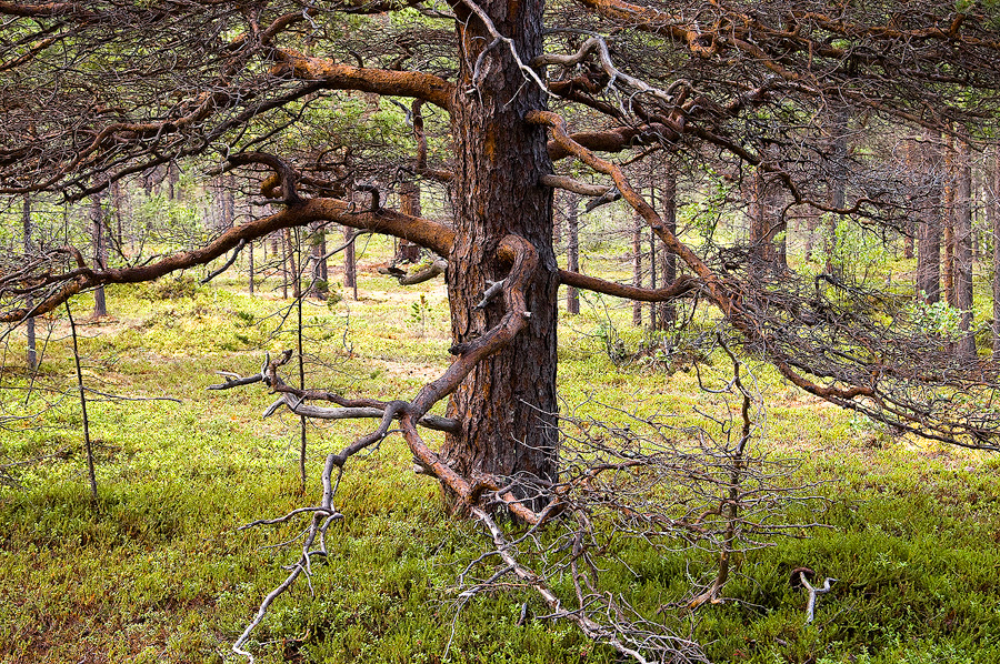 STABBURSDALENISSA