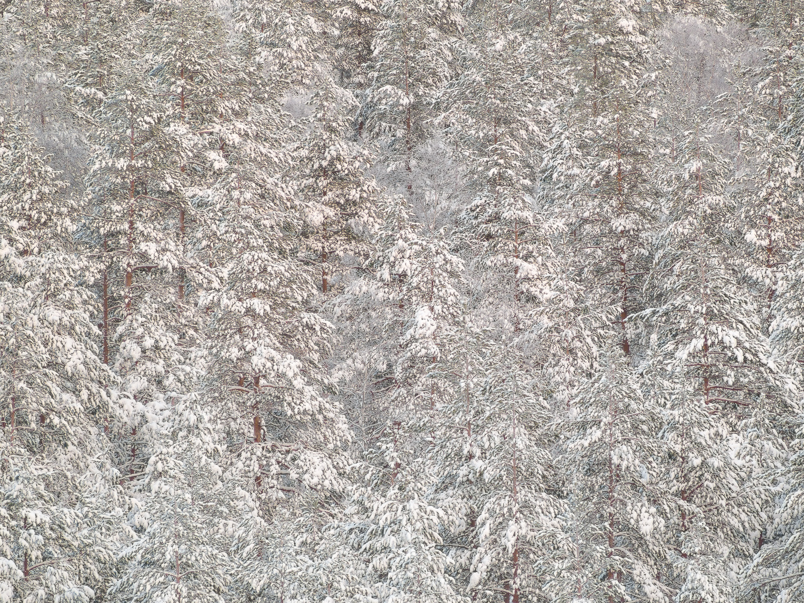 Joulukuun metsä