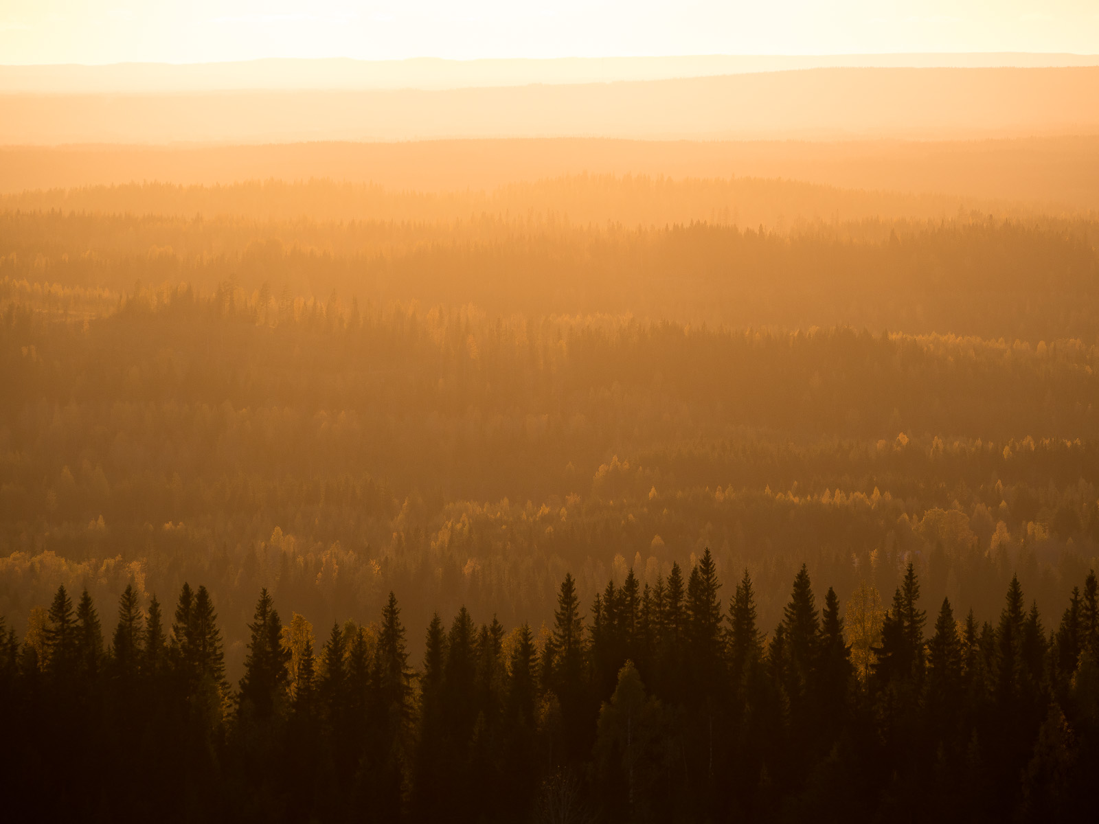 Aurinko laskee metsän taa