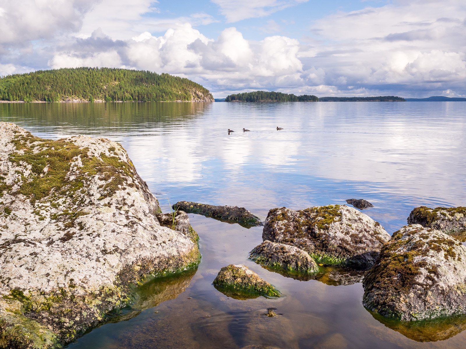 Tukkakoskelot Päijänteellä