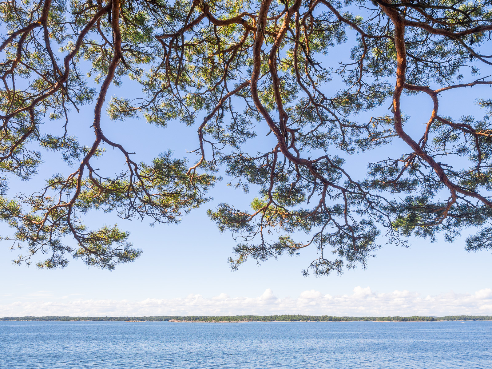 Meren yllä, puiden alla